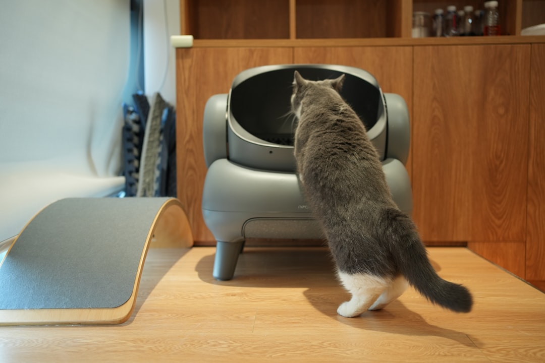 a gray and white cat standing on its hind legs, inspecting the inside of the Neakasa automatic litter box