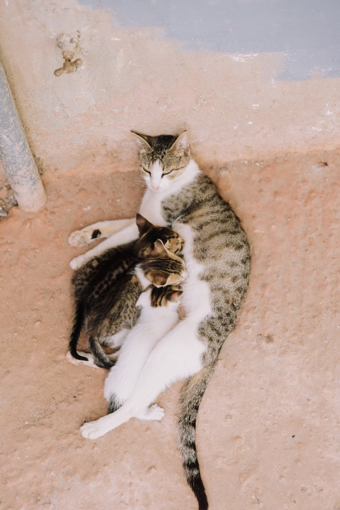 A mother cat with her two kittens lying on a sandy surface in an outdoor setting.