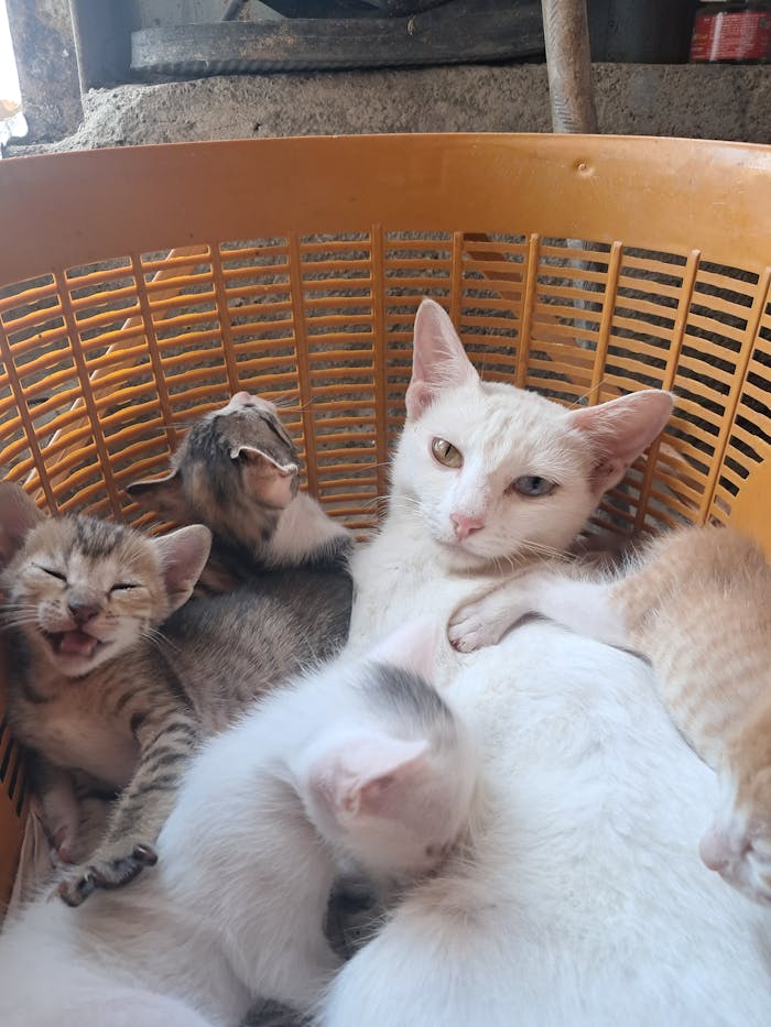 A mother cat with her playful kittens nestled in a basket, showcasing warmth and cuteness.